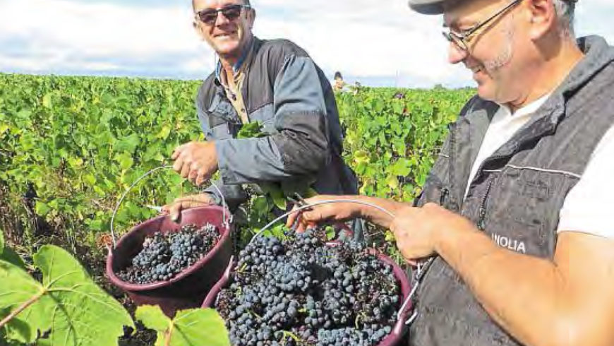 Les vendanges du berligou : un vin royal et précieux